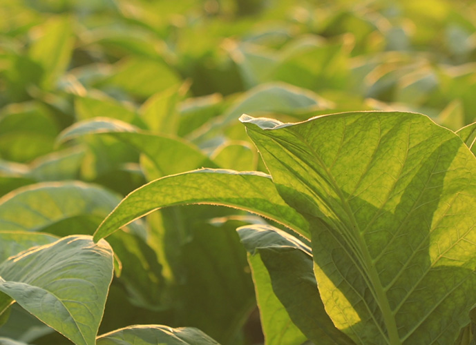 国家局党组召开党组（扩大）会议 传达学习贯彻习近平总书记近期重要讲话和重要贺信精神